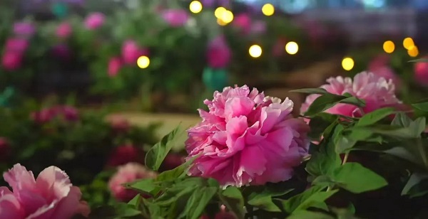 【寵粉互動】結(jié)果揭曉！快來欣賞粉絲們的“大作”！