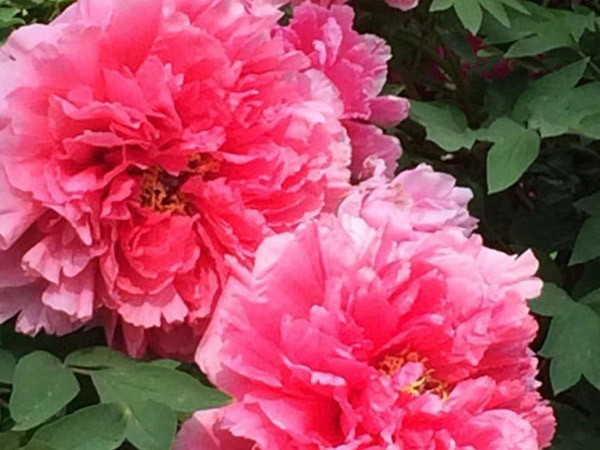 四月目光齊聚洛陽，牡丹花會驚艷開幕