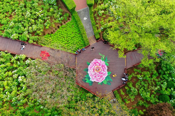 豫見高端，洛賞牡丹，錯過等一年