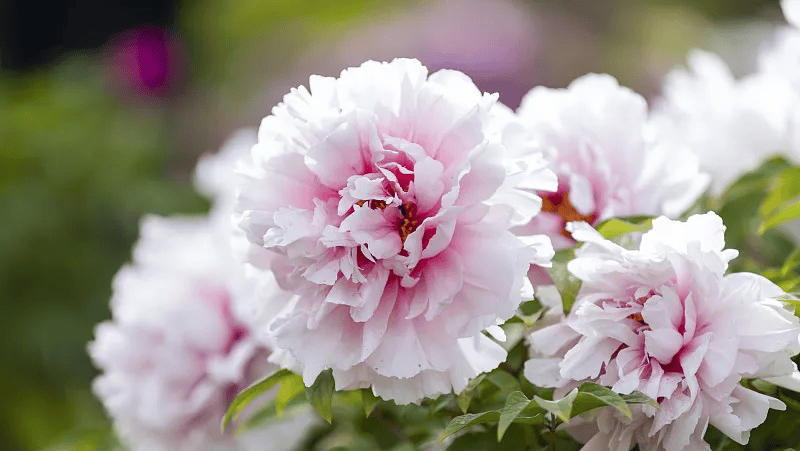 牡丹綻妍 譜寫新篇——中集攪拌邀您游洛陽(yáng)，賞牡丹，品樣車，觀產(chǎn)線